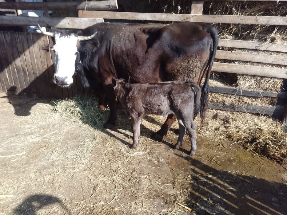 Vitea caută casa nouăi