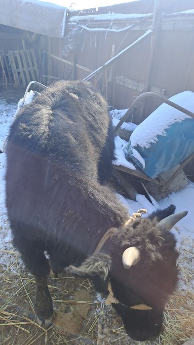 Кара баспак сатылады