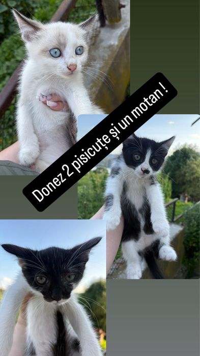 Oferim spre adoptie 3 pisici  jucause care abia astepta un camin calduros