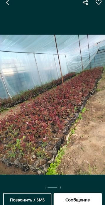 Роза кошеттербар