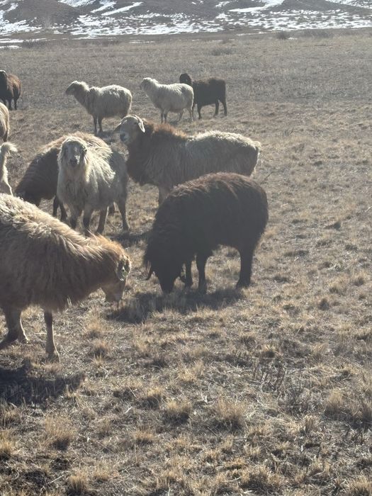 Кошкар сатылады едилбай тукым