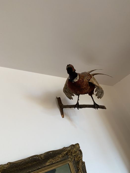 Fazani inpaiati    INPECABILI