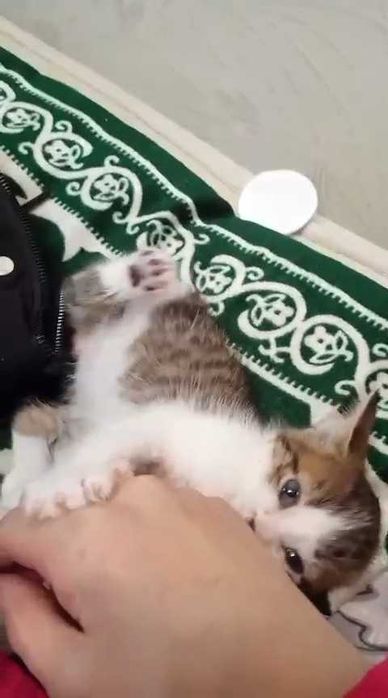 Ищем дом котенку