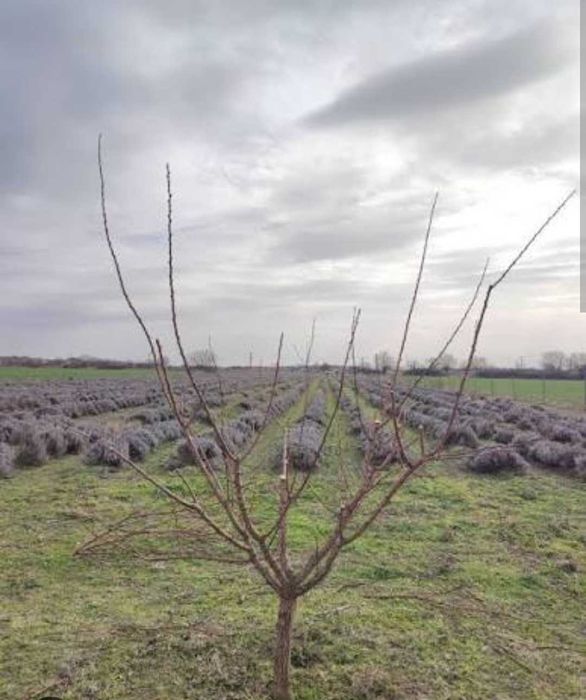 Curăț pomi și viță de vie