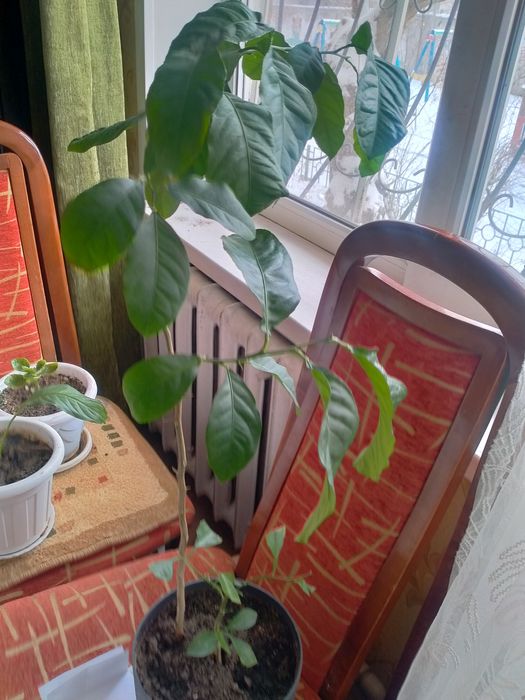 Продам комнатные растения.