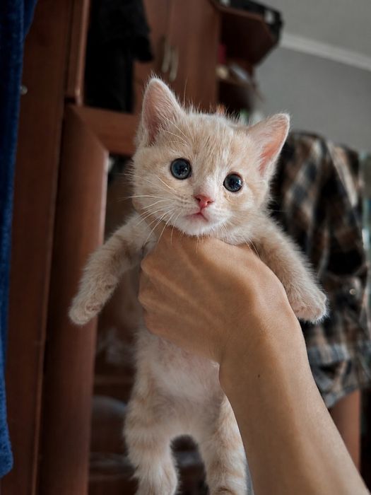 БЕСПЛАТНО Отдам котенка в добрые руки