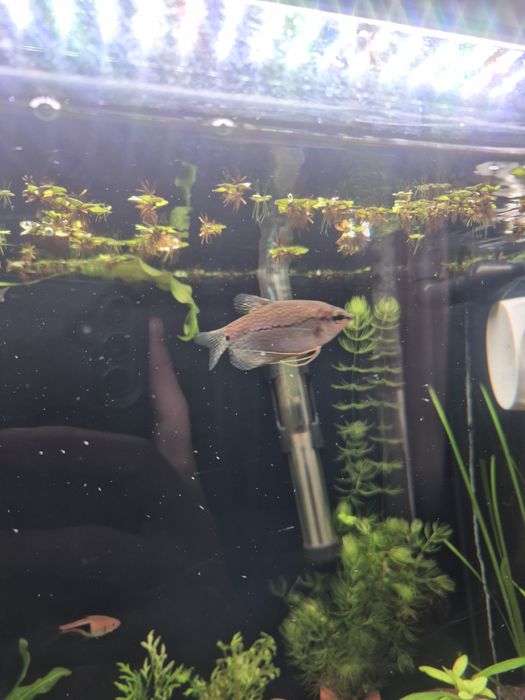 Обмен на растения или рыб