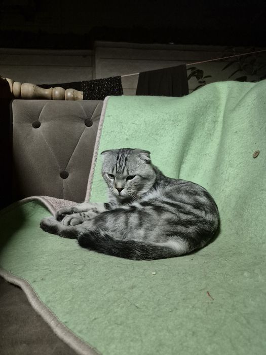 Scottish fold erkak