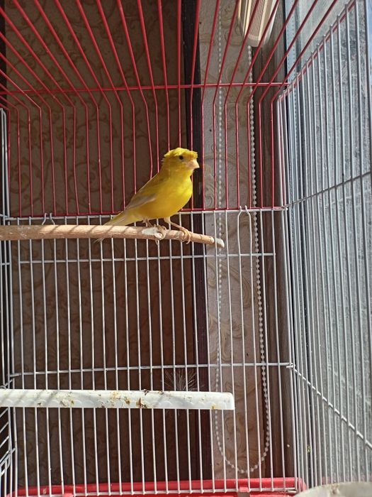 канарейка нар йошига толган йири куш