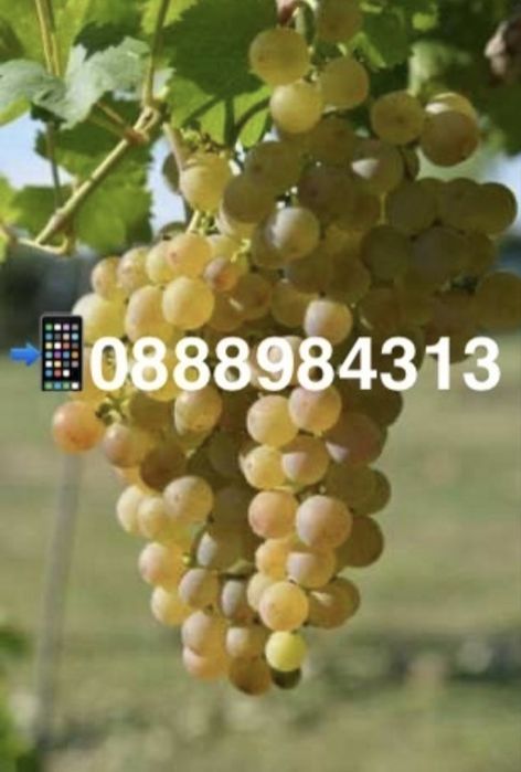 Продавам Мускат Отонел