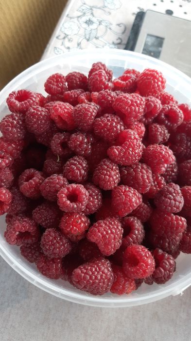 Продам саженцы сортовой малины