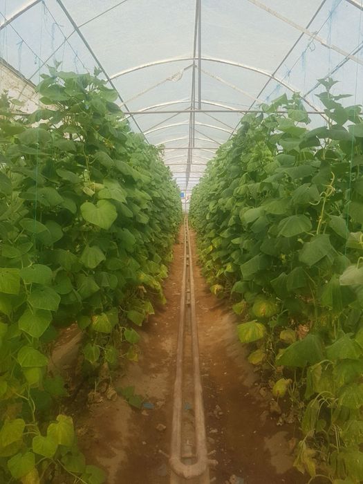 Теплица в Сирдарё