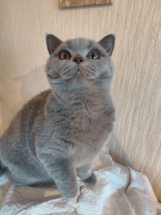 Продается шикарная, ЧИСТОКРОВНАЯ кошечка  БРИТАНКА