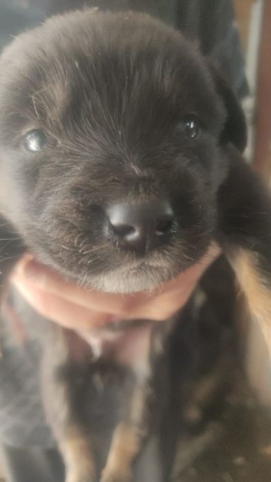 Отдам щенков дворняжек