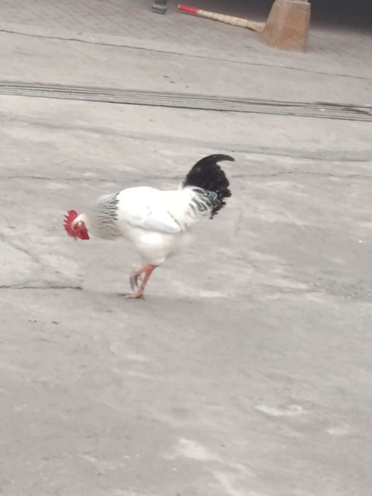 Адлерский порода Хуроз