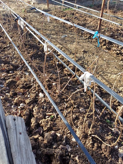 Продаю. Саженци  малины