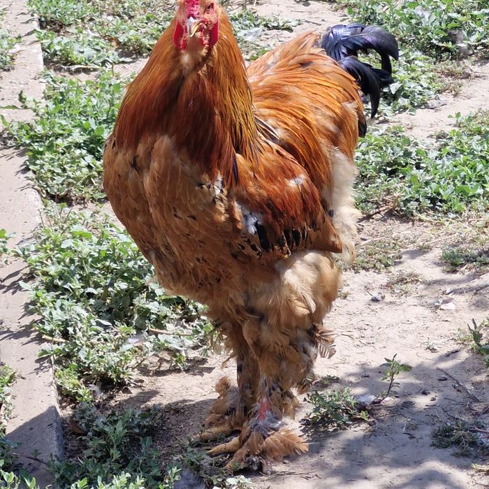 cocosi de vanzare brahma și oua.