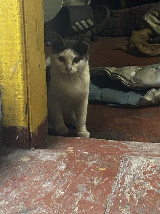 Отдам котенка срочно