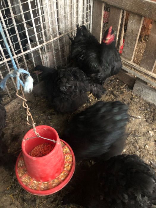 Vand cochinchina urias negru