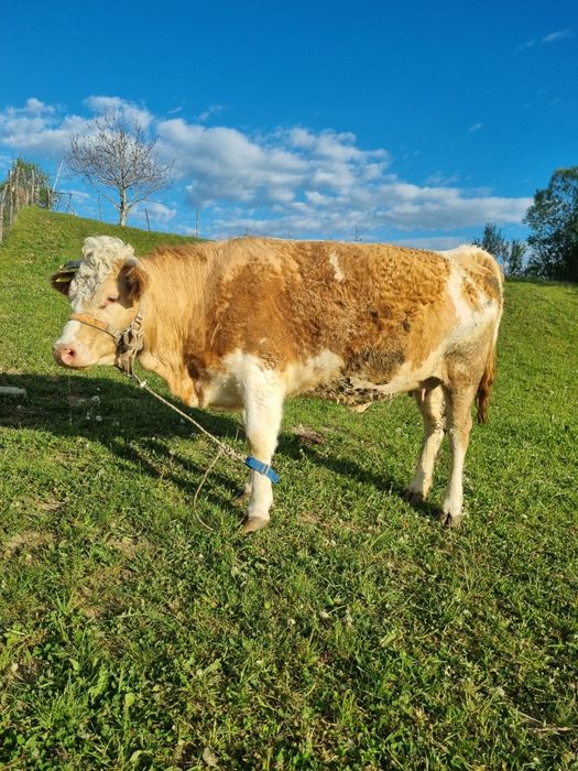 Vând junincă gestantă in 8 luni
