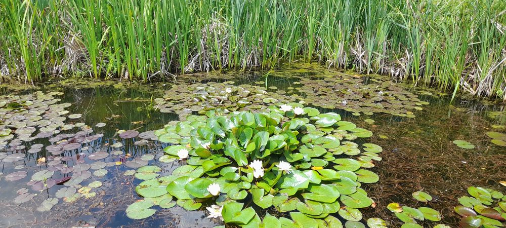 Nuferi maturi, infloresc in mai 2026