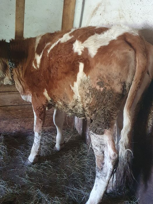 Vand juninci baltate