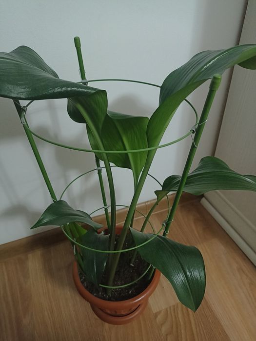 Лилия Эухарис комнатное растение