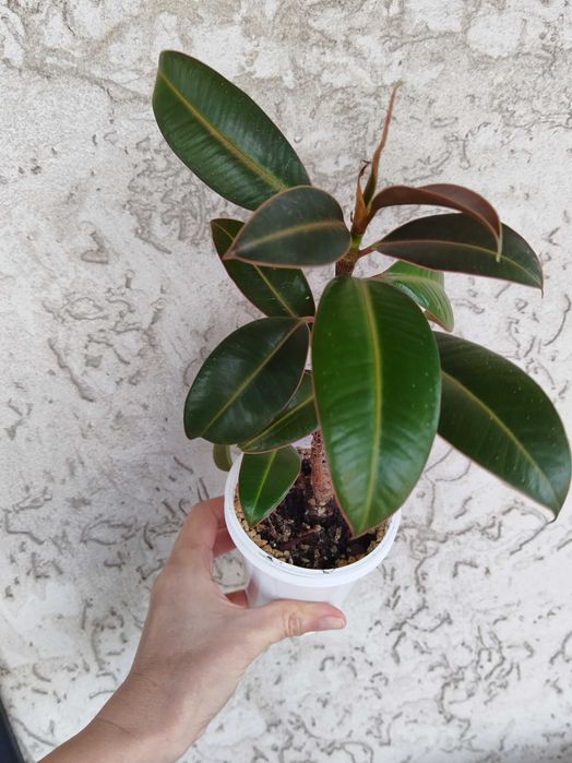 Фикус  Мелани мелколистный