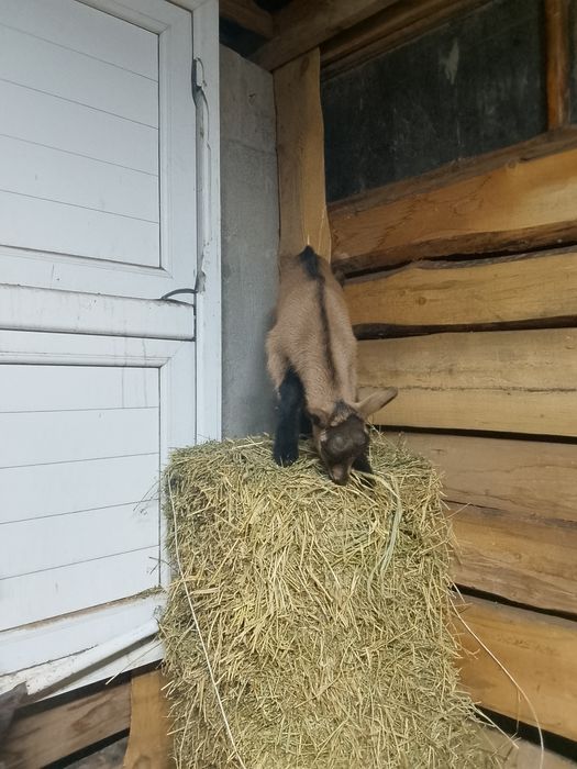 Альпийски Француз теке лақтар сатылады