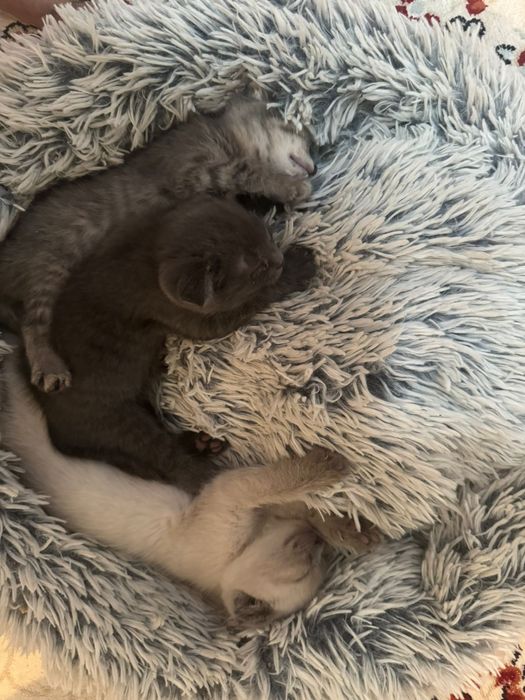 Шотланскый висолухый мысык