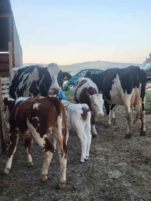 Vacii junici vitei Hollstain