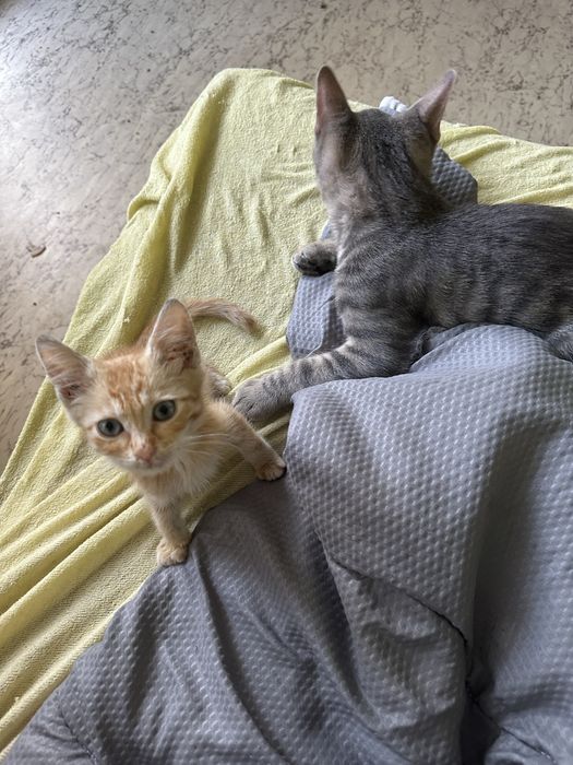 Малко златно котето
