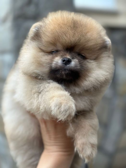 Мини Мини Померан