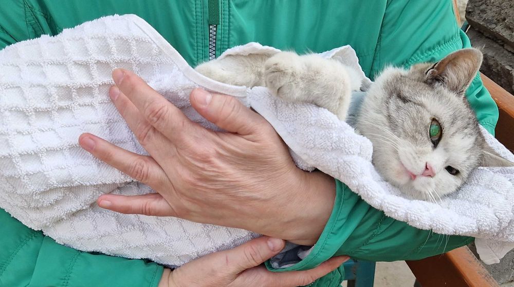 Кошки/ты домашние, стерильные