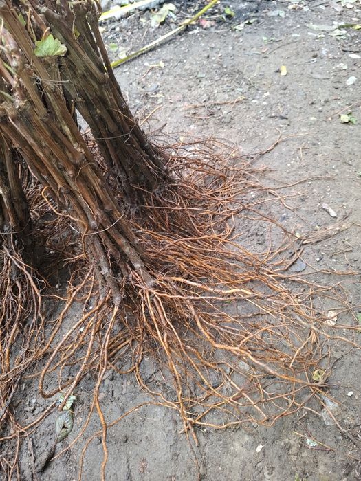 Butasi de vita de vie de anul 2 și de 3