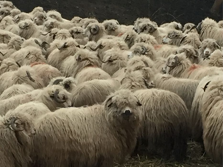 Vand oi turcane pe ales