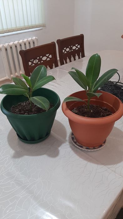 Комнатные цветы  Фикус