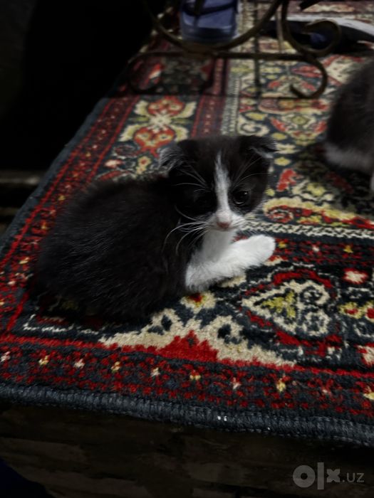 бесплатные котята 2шт
