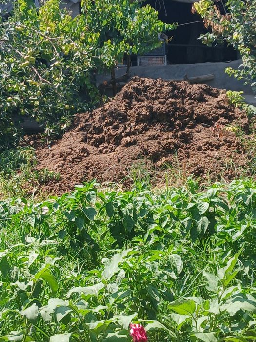 Мол гунги бериб юбораман