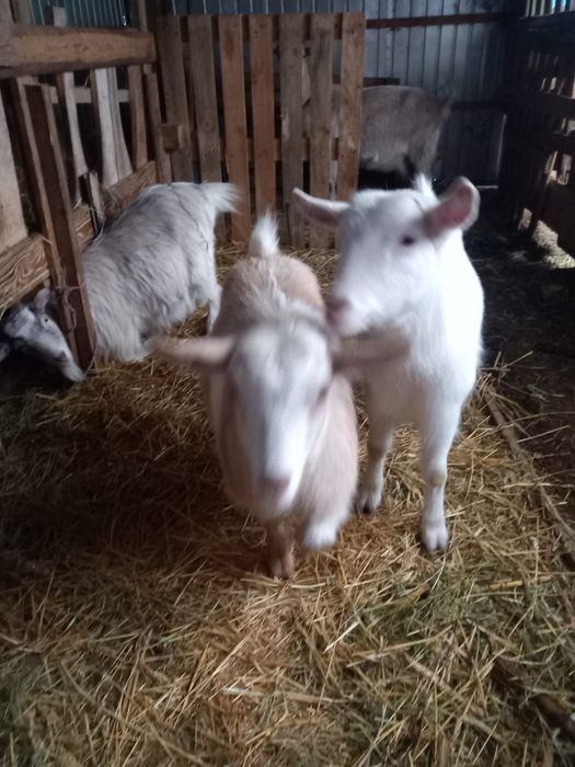 Vând capră gestantă, două iedițe de rasă și țap