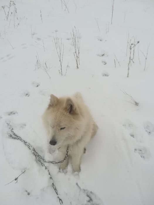 It sotiladi zoti xaski 8 oyli