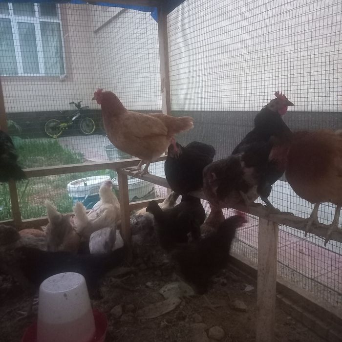 100% Xonaki rang-barang tovuqlar sotuvda