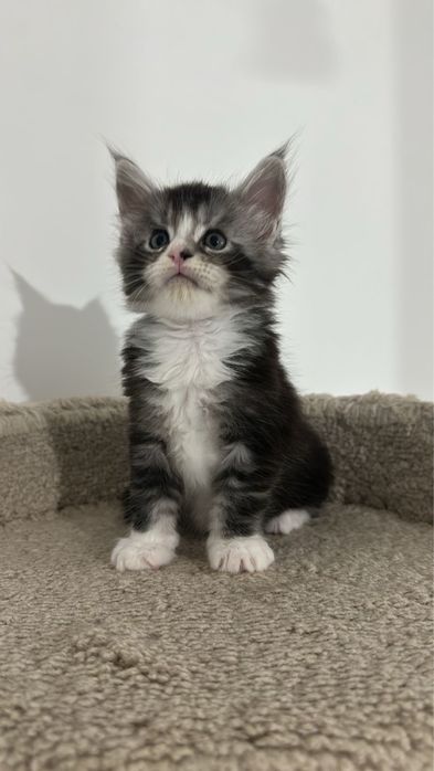 Мейн-Кун бронь продажа питомник