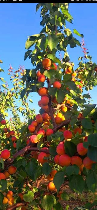 Caise foarte bine coapte dulci ṣi aromate cu suficientă zaharoză românești 100%