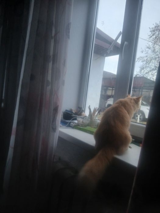Отдам кота, мальчик, возраст 6 месяцев.