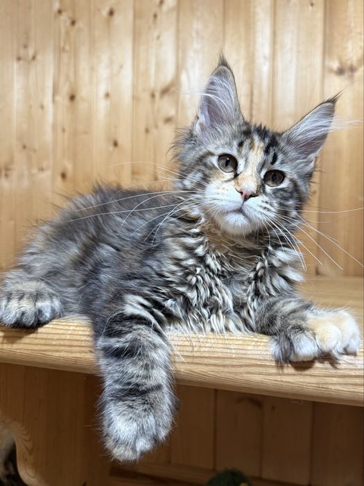 шикарные котята мейн-куны