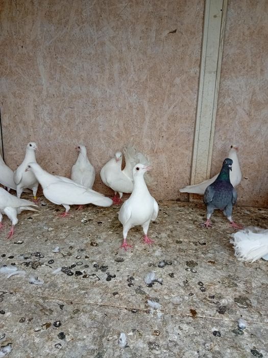 Porumbei albi voiajori