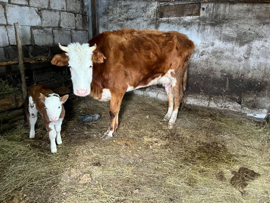 Бұзаулы сиыр сатылады.