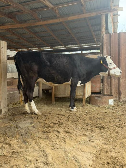 Сельхоз животные