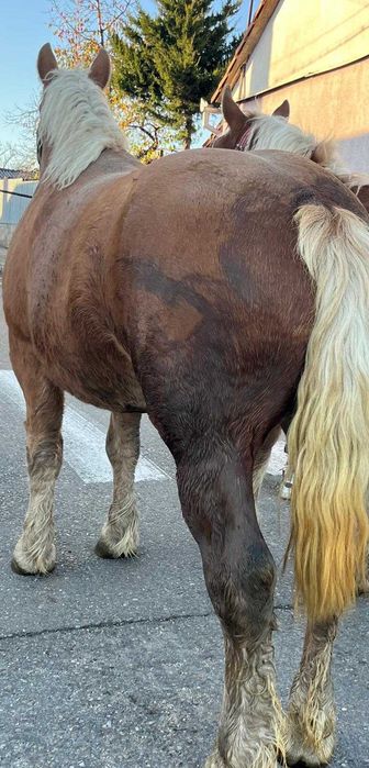 Vând ce se vede în poză